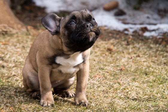 dog
