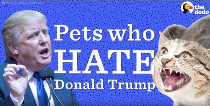 The Dodo Trump