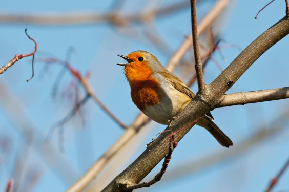 bird in a tree