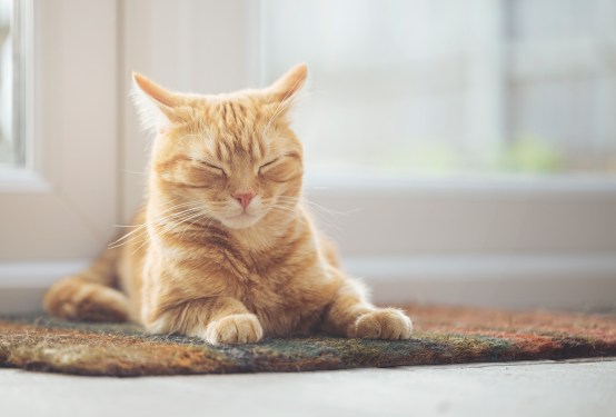 cat on doormat