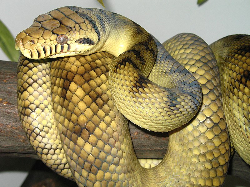 Large snake coiled around a branch