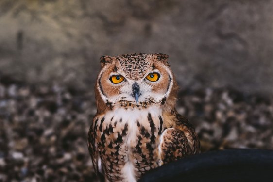 Owl representing HootSuite