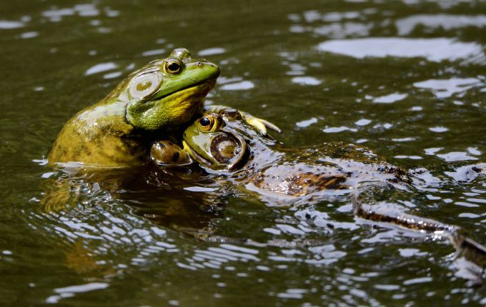 bullfrogs
