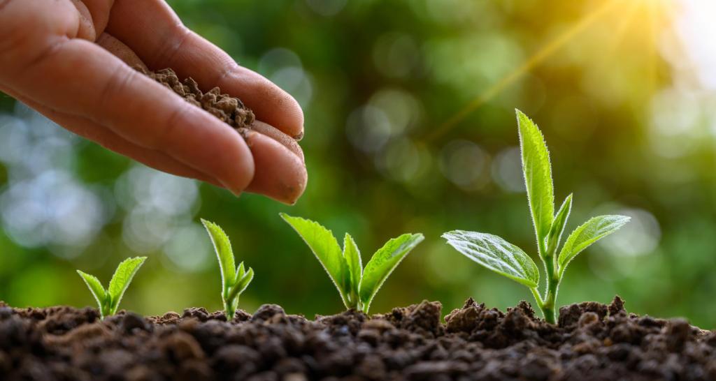 4 tree saplings sprouting