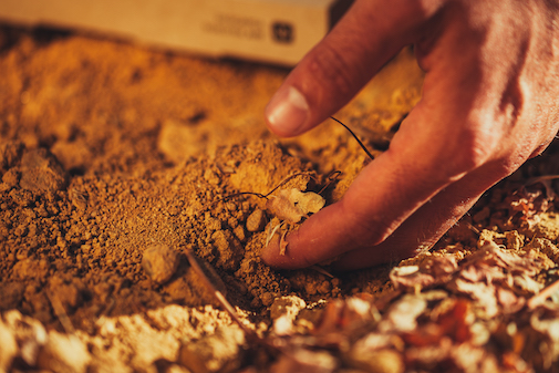 BM soil