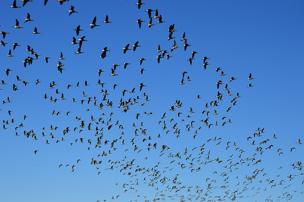 geese swarm
