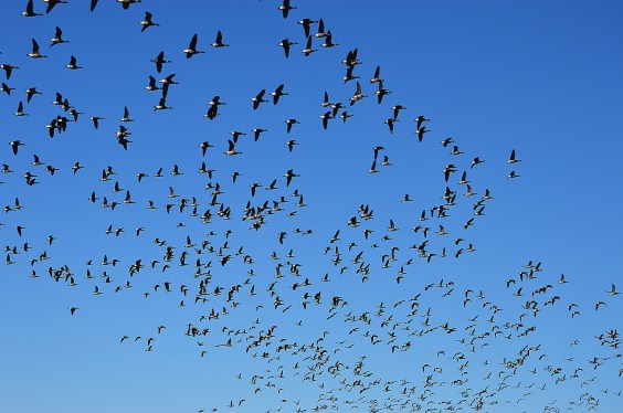 geese swarm