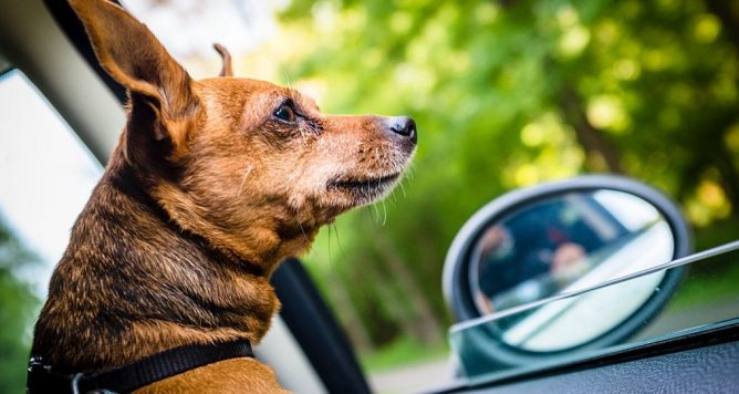 dog in car GettyImages 589153302