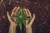 hands cannabis plant