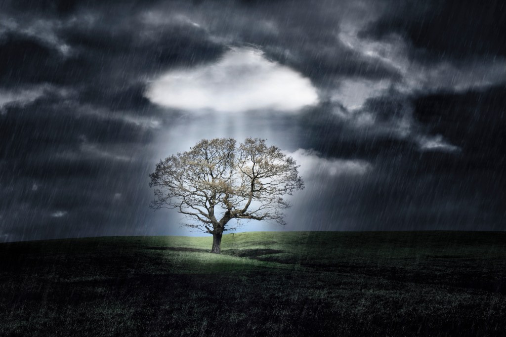 tree under dark clouds