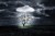 tree under dark clouds