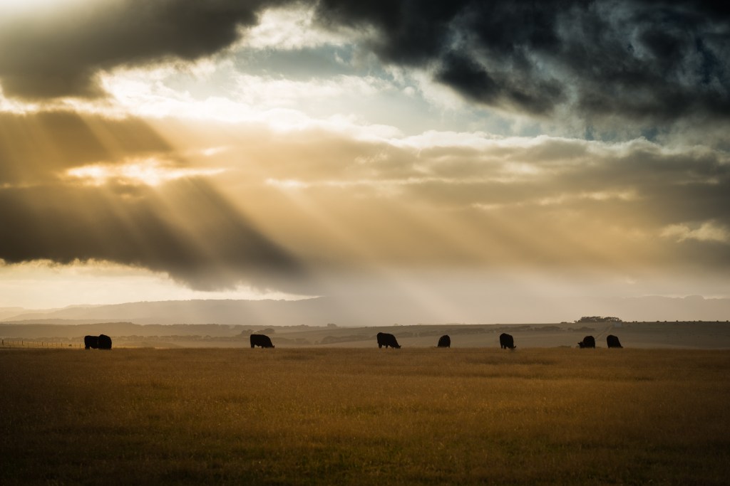 Highland cows enjoying the evening sun in Australia