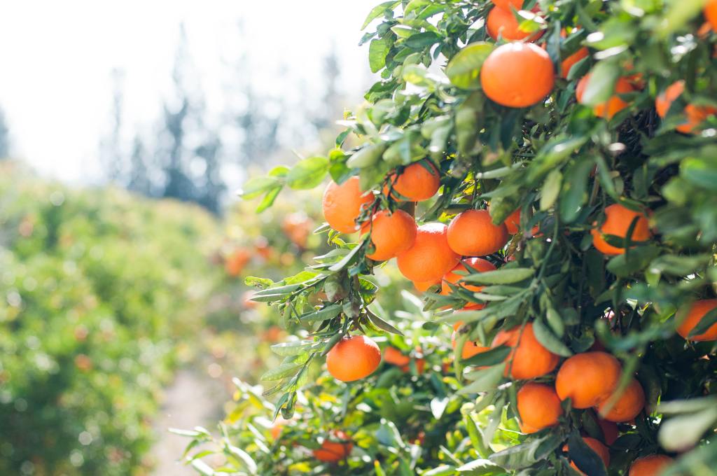 fruit in cyprus