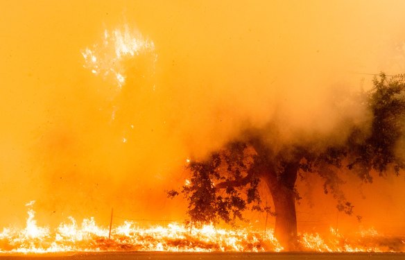 Flames and smoke overtake a tree as the LNU Lightning Complex fire continues to spread in Fairfield, California on August 19, 2020.