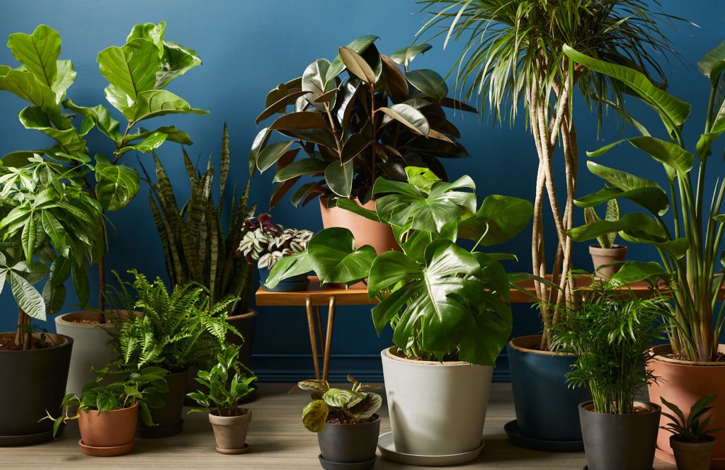 Bloomscape plants