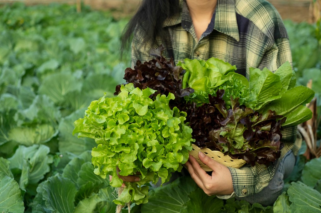 Photo of woman holding leafy produce in a field, taken in Thai Mueang, Thailand