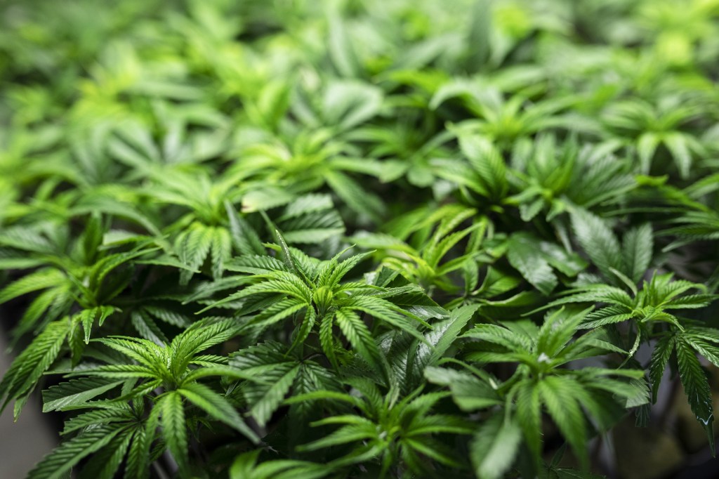 Cannabis Plants