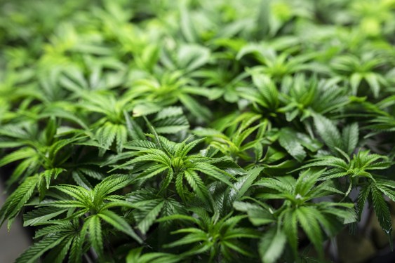Cannabis Plants