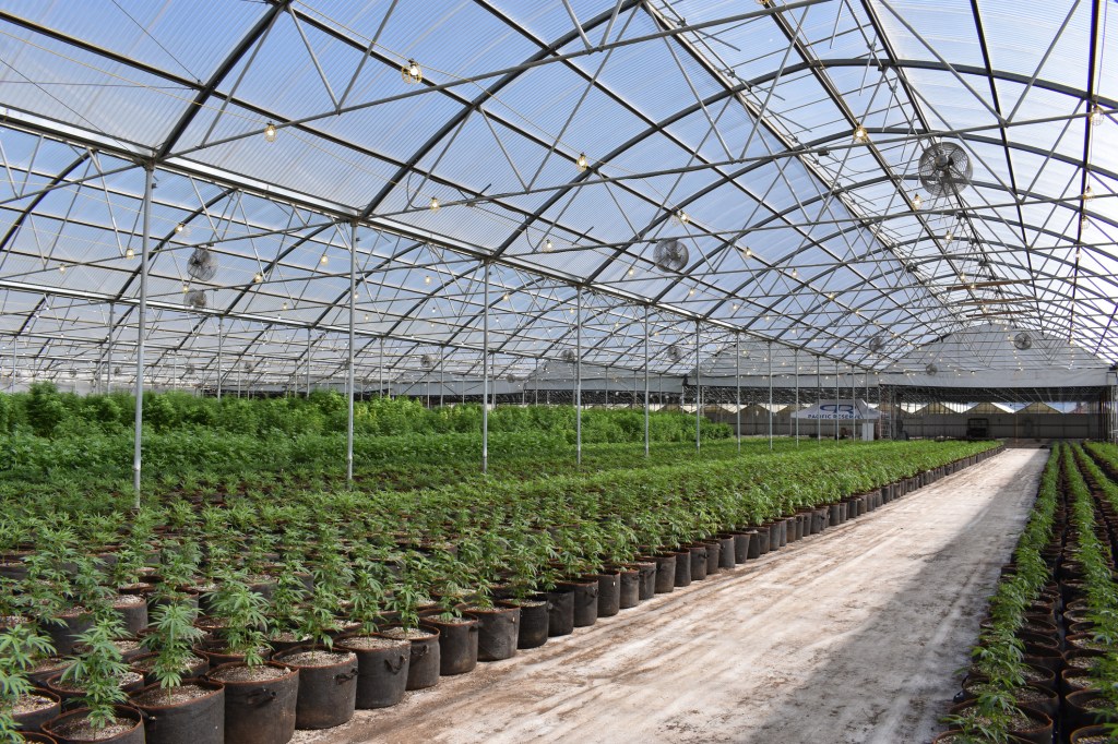 Cannabis in a greenhouse