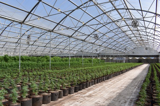 Cannabis in a greenhouse