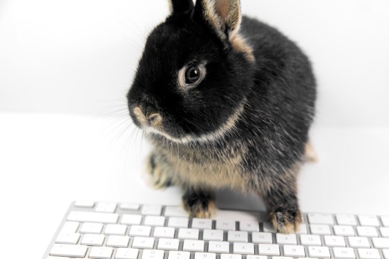 rabbit on the computer