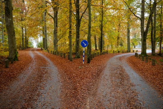 Narrow road in autumnal beech forest dividing into two roads
