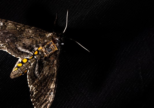 A tiny sensor attached to the back of a hawk moth.