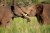 two elephants wrestling by Jes Lefcourt, EarthRanger Wildlife Conservation