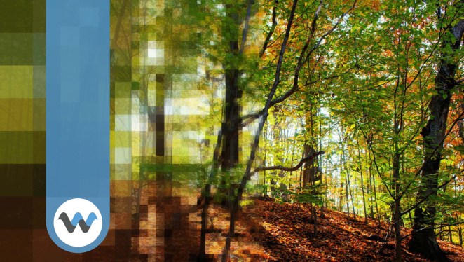 WaveOne logo on a background of blurry trees that get clearer towards the right.
