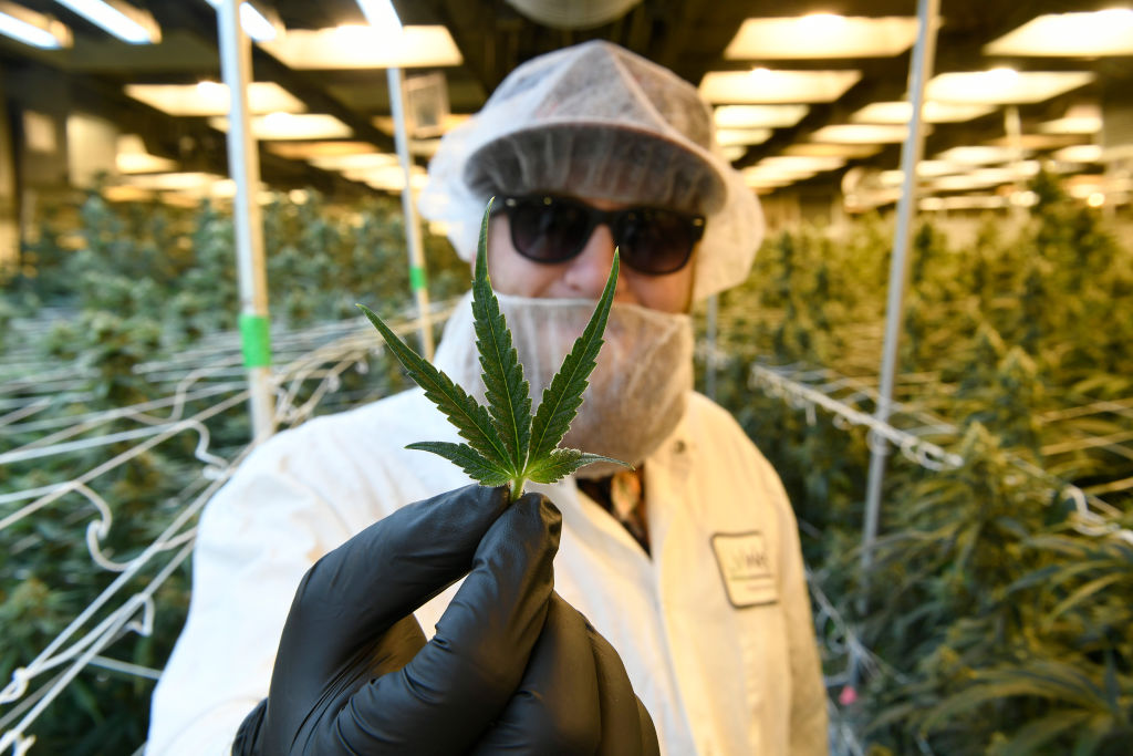 DENVER, CO - JANUARY 13: Michael McGraw, production manager, wearing protective clothing and hair and face netting, shows off the perfect leaf of a marijuana plant while he works in the flowering room at the LivWell Enlightened Health cultivation facility on January 13, 2020 in Denver, Colorado. Prices recently hit a 3-year high and have rebounded after a significant dip that caused many grows to close. We take a look at wholesale bud prices and what the fluctuations mean for the industry in 2020. (Photo by Helen H. Richardson/MediaNews Group/The Denver Post via Getty Images)