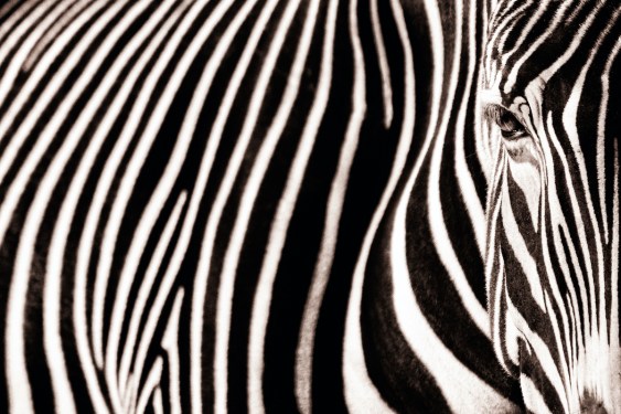 Close-up on a zebra in the zoo of paris