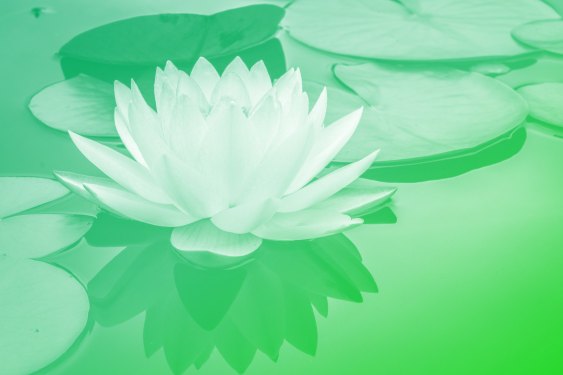 a lily on a pond