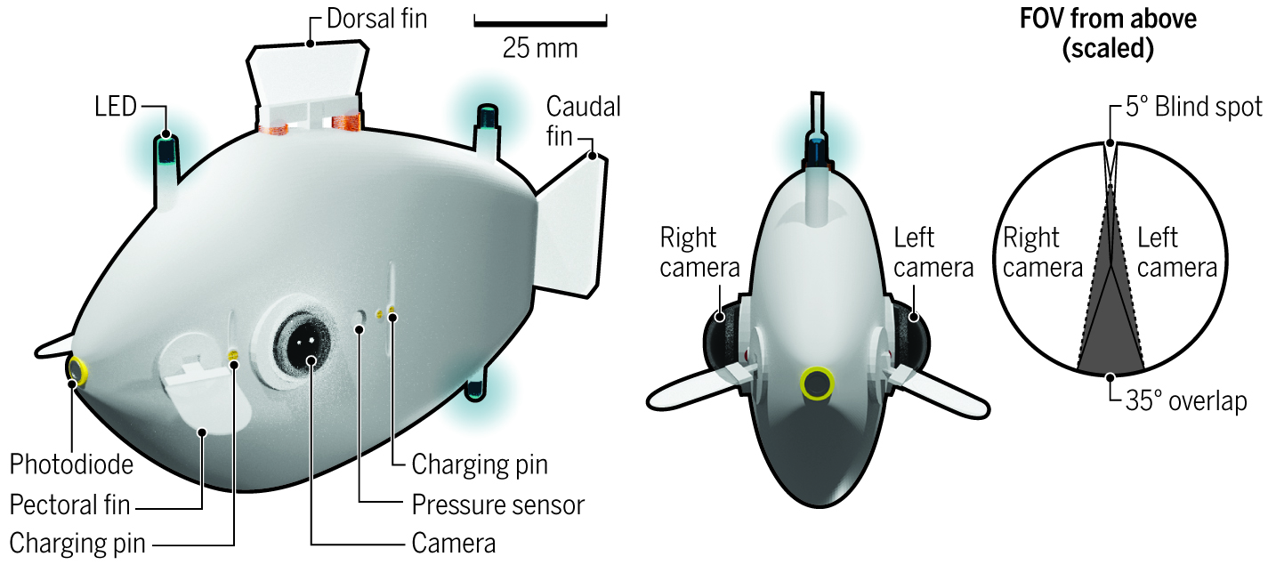 Diagram of a fish-shaped robot