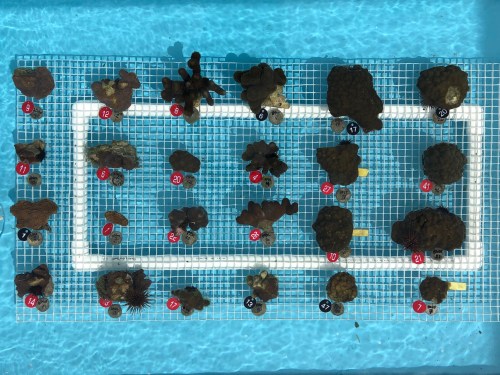 Corals grow in a tank at Coral Vita in the Bahamas.