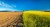 Half plowed field wtih dry soil and half cultivated field with rapeseed field