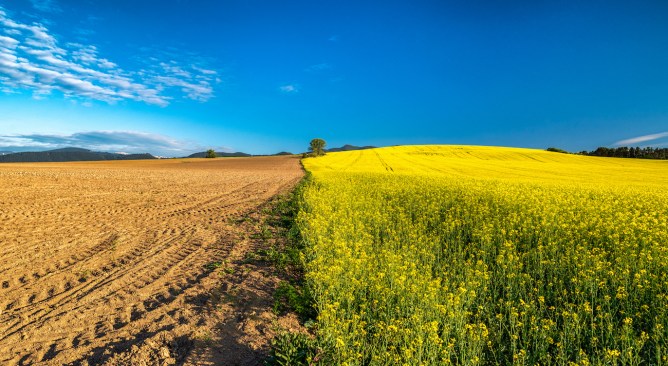 Half plowed field wtih dry soil and half cultivated field with rapeseed field