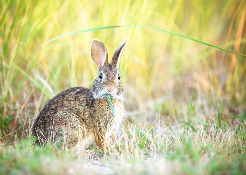 Rabbit in the wild looking directly at the camera as he chews on his blade of grass against soft pastel colors in the background.