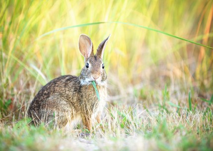 Rabbit in the wild looking directly at the camera as he chews on his blade of grass against soft pastel colors in the background.