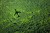 Shadow of airplane over forest