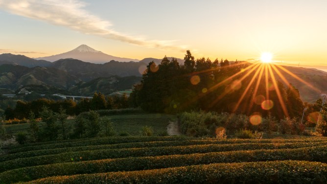 Sunrise view of Mount Fuji from tea plantation, Shizuoka, Japan