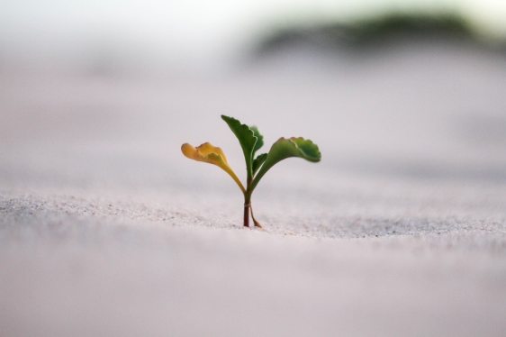 A seedling emerges from sandy soil on Australia's Sunshine Coast.