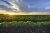 Minnesota soybean field during early morning sunrise