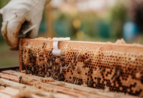 Beehero's tracking device clamped to a beehive being lifted out of a box by a beekeeper.