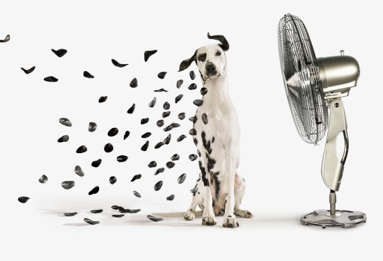 Fan Blowing spots off Dalmatian dog