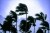 A photo of palm trees bending in category 1 typhoon winds on Boracay Island in the Philippines