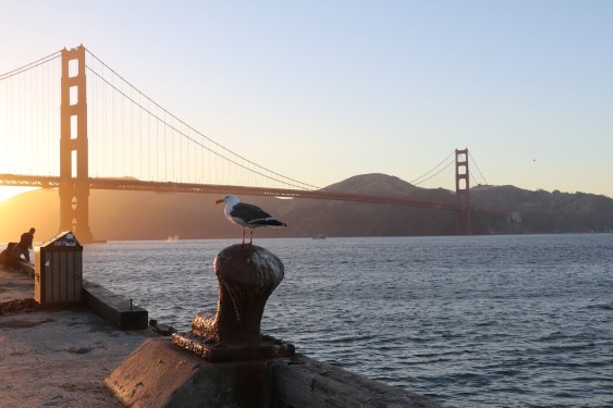 Amazing place to watch some animal in the bay area.