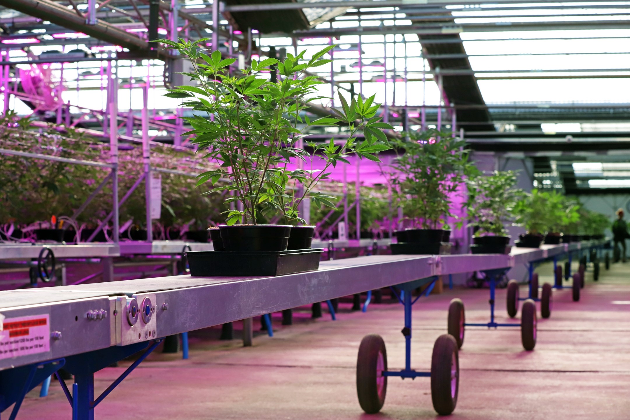 Cannabis sustainability plants on a conveyor belt