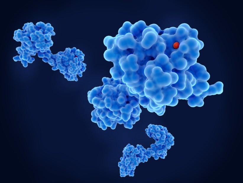 Molecule models of the calcium-binding protein calmodulin (CaM). This protein is found in all eukaryotic cells, where it regulates and modifies the activities of many calcium-binding enzymes. Cellular processes that CaM affects include muscle contraction, inflammation, immune response and memory.