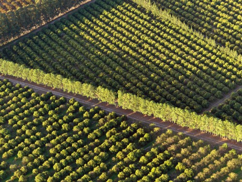 Image of a citrus field in Argentina.