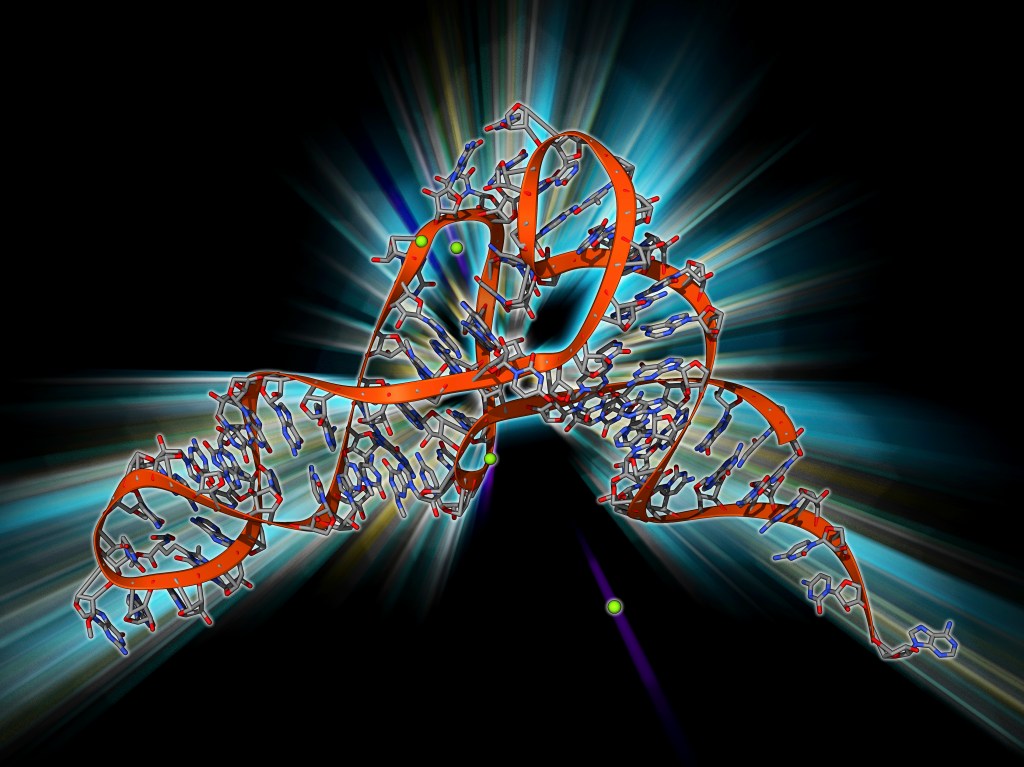 Transfer RNA (tRNA), molecular model.